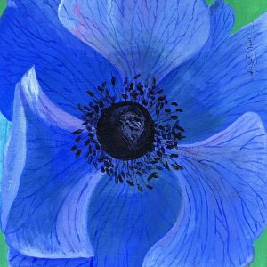 Anemone blue poppy