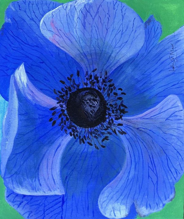 Anemone blue poppy