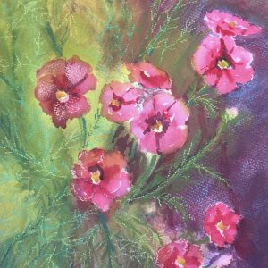 Pink Cosmos