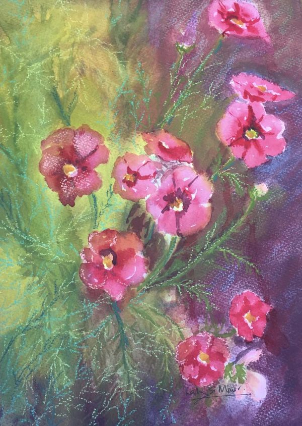 Pink Cosmos