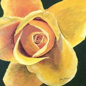 Yellow rose