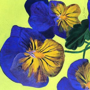 Pansy